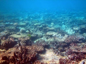 corals_reefs_in_the_Arab_Gulf_dead